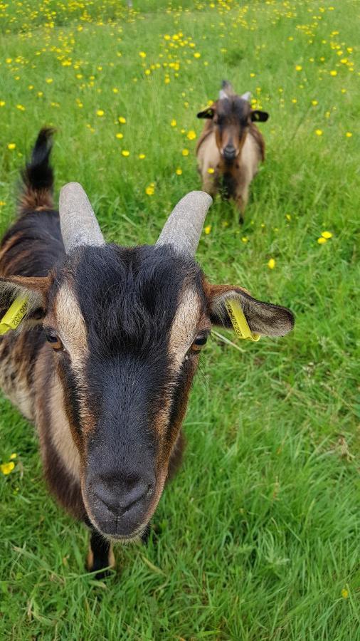 La Ferme De Piardiere Plessé Exteriér fotografie